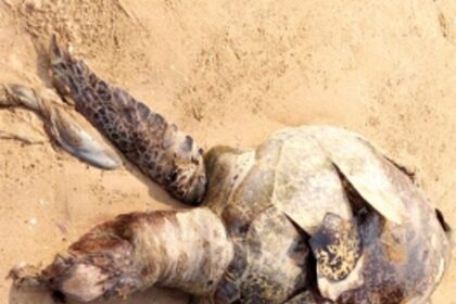 Olive Ridley turtle carcass found at Rajbagh beach