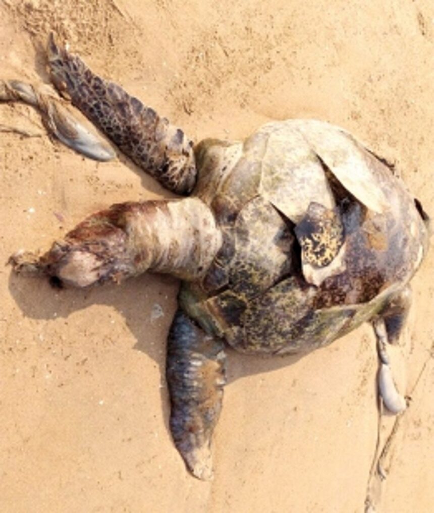 Olive Ridley turtle carcass found at Rajbagh beach 1 Olive Ridley turtle carcass found at Rajbagh beach