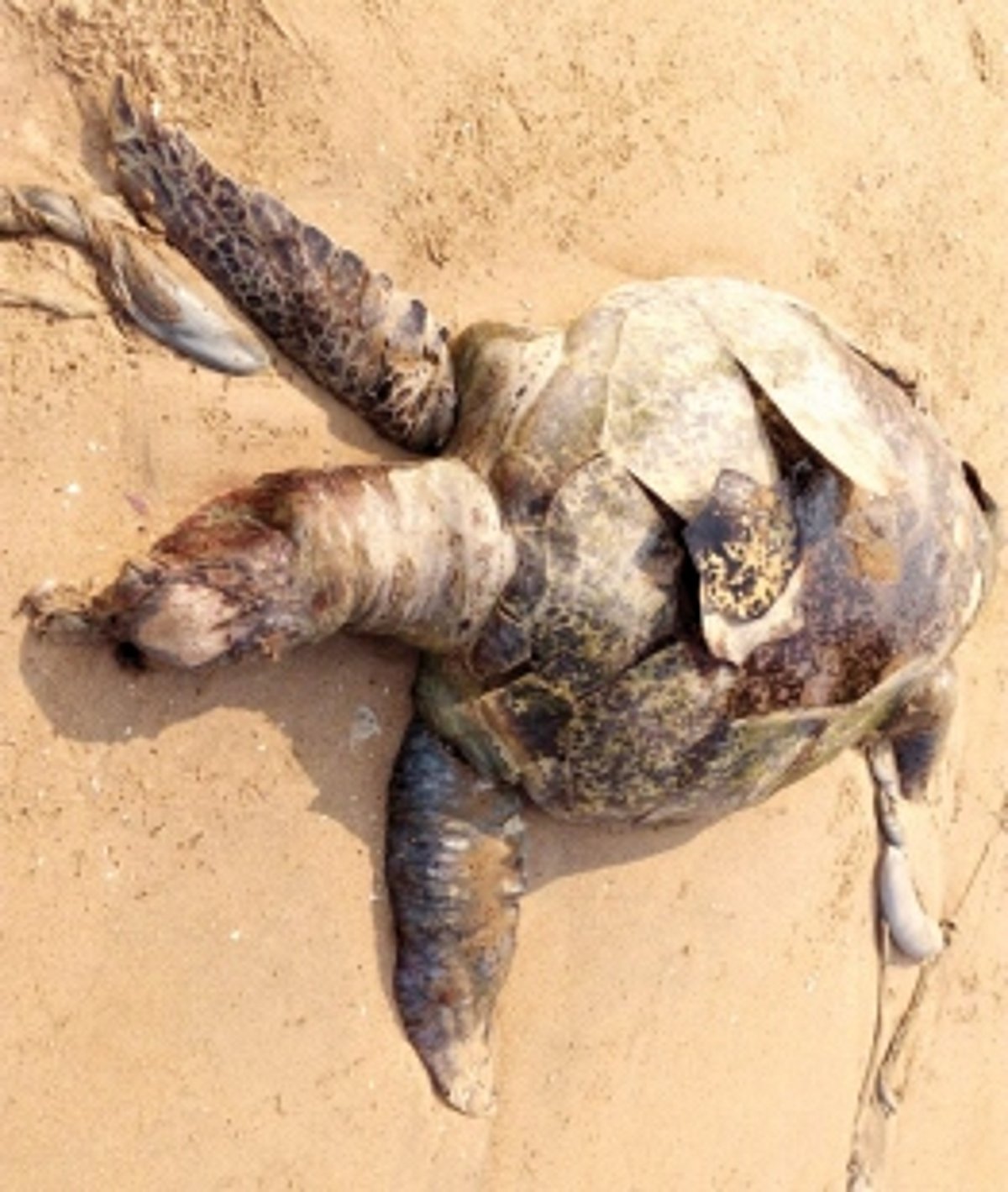 Olive Ridley turtle carcass found at Rajbagh beach