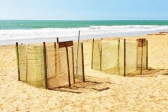 Olive Ridley turtle comes calling at Galgibag beach