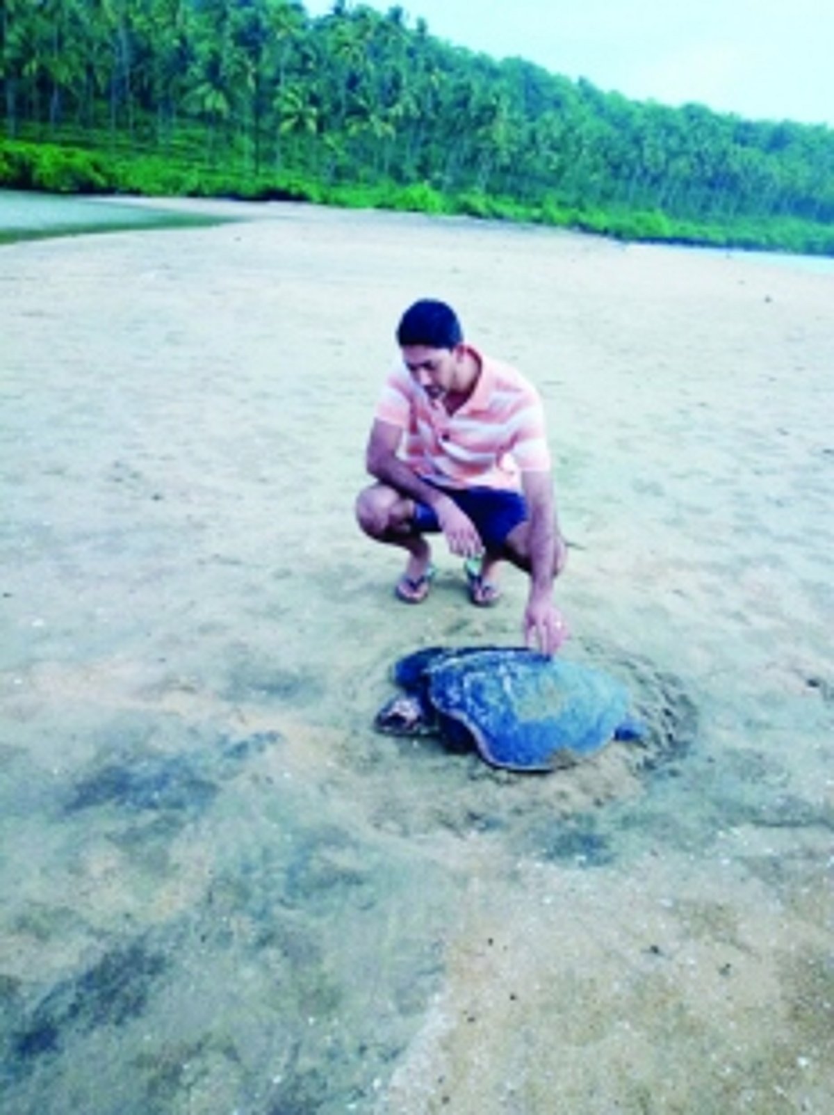 Olive Ridley turtle found dead