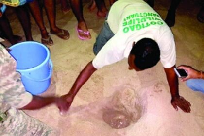 Olive Ridley turtle lays 113 eggs at Patnem beach