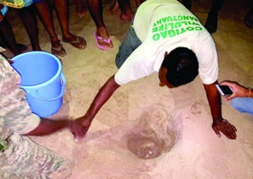 Olive Ridley turtle lays 113 eggs at Patnem beach 1 Olive Ridley turtle lays 113 eggs at Patnem beach
