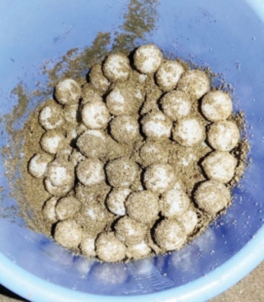 Olive Ridley turtle lays 127 eggs in Canacona