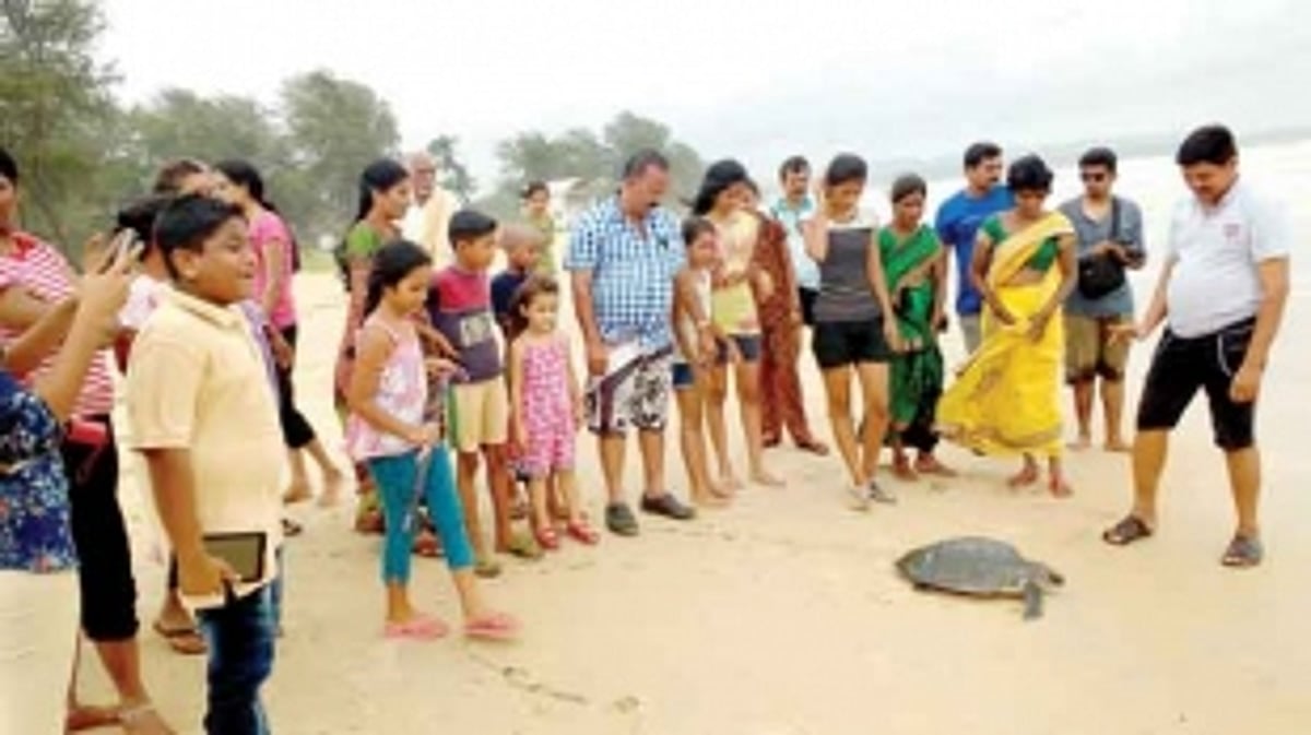 Olive Ridley turtle rescued, released