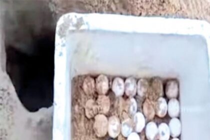 Olive Ridley turtle visits Candolim beach shack to lay eggs