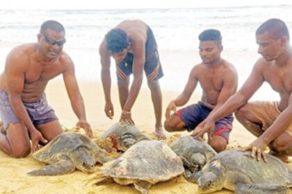 Olive Ridley turtles caught in nets at Benaulim find saviours