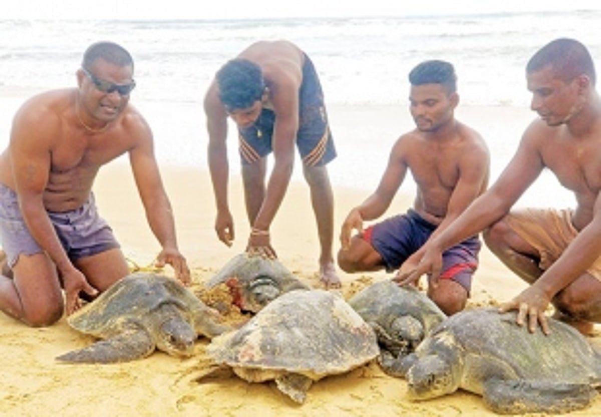 Olive Ridley turtles caught in nets at Benaulim find saviours