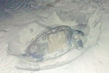 Olive Ridley turtles lay 100-plus eggs at beaches