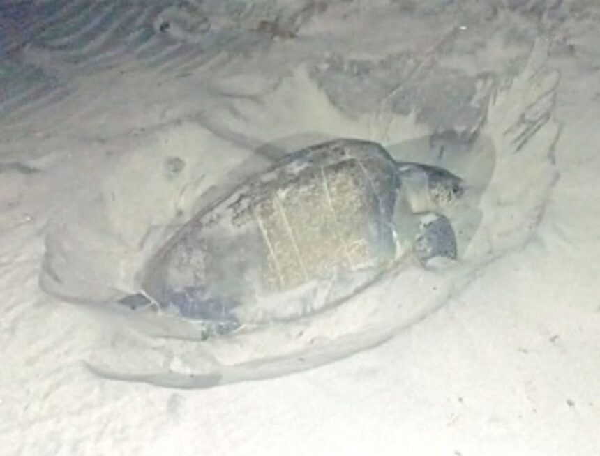 Olive Ridley turtles lay 100-plus eggs at beaches