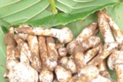 Olmi sold out within hours in Ponda!