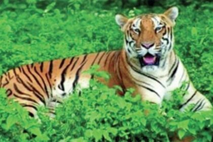 On Wildlife Day, Goans want the human conscience to be protected