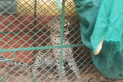 One-Year-Old Leopard Captured in Trap by Forest Department at Harmal Nanoskar Wada