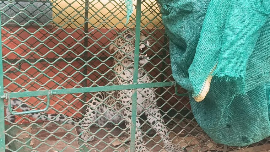 One-Year-Old Leopard Captured in Trap by Forest Department at Harmal Nanoskar Wada