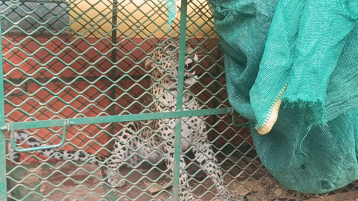 One-Year-Old Leopard Captured in Trap by Forest Department at Harmal Nanoskar Wada