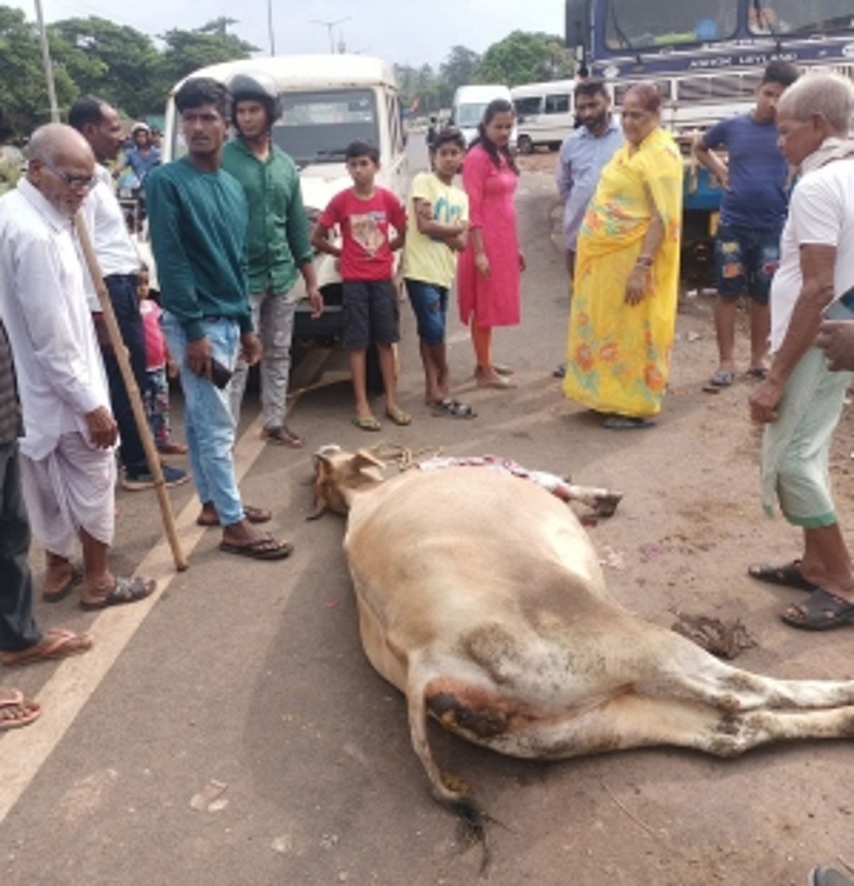 One cow injured as stray cattle  menace looms large in Varunapuri