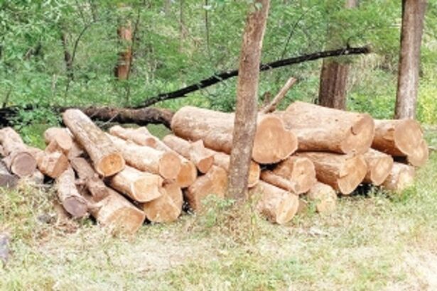One held, teakwood worth nearly Rs 4 lakh seized in Mollem raids