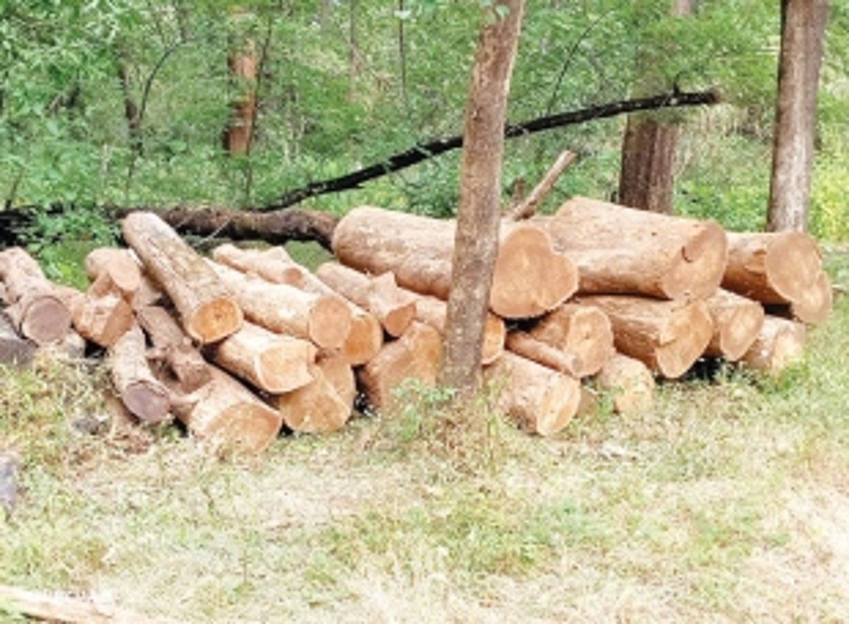 One held, teakwood worth nearly Rs 4 lakh seized in Mollem raids