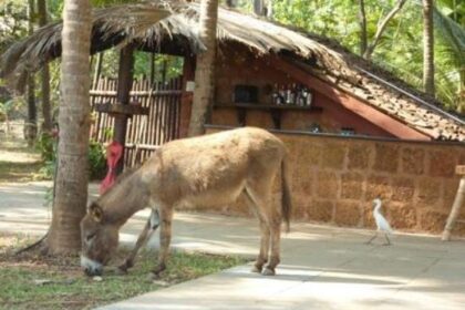 Only one donkey in Goa? Census uncovers bizarre livestock count