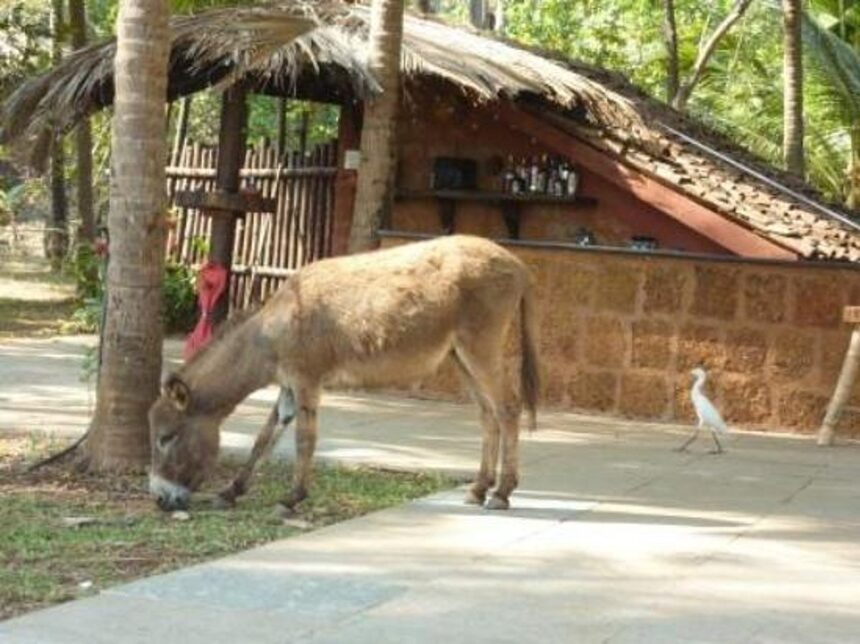 Only one donkey in Goa? Census uncovers bizarre livestock count