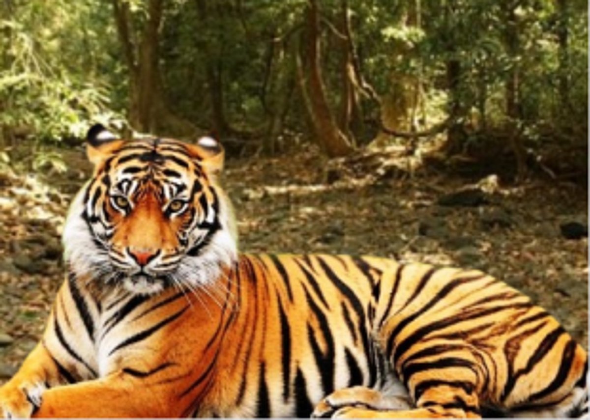 Opp MLA’s say “Tiger Zinda Hai”, Ruling leaders silent, says let the Govt decide