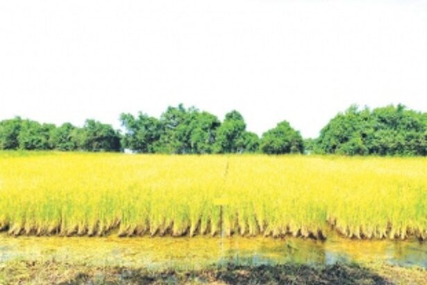 Opposition MLAs oppose Bill meant to prevent loss of agricultural land transfer to non-farmers