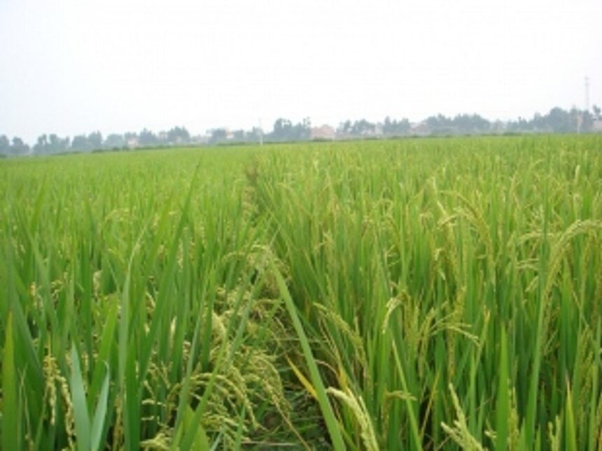 Organic Agriculture varsity at Ponda in next 5 yrs: Minister 1 Organic Agriculture varsity at Ponda in next 5 yrs: Minister