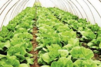 Organic farmers markets and restaurants