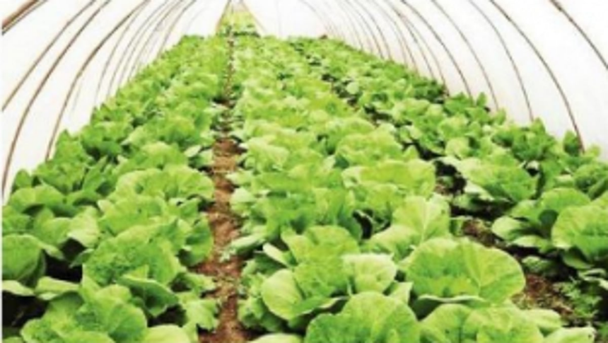 Organic farmers markets and restaurants 1 Organic farmers markets and restaurants