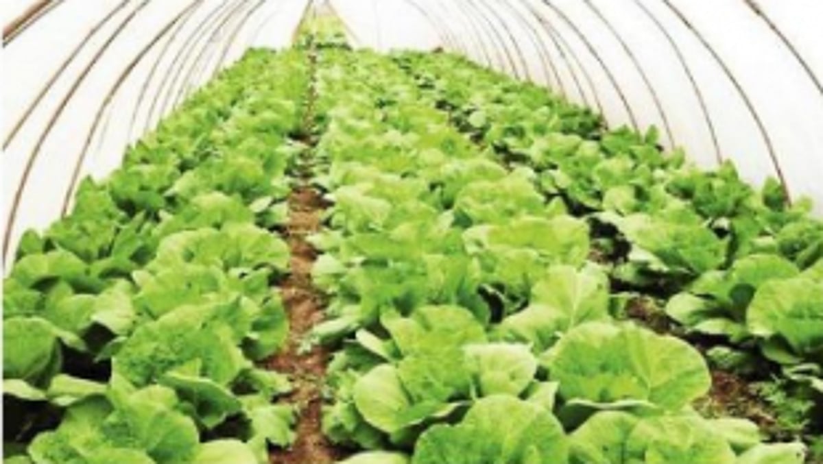 Organic farmers markets and restaurants