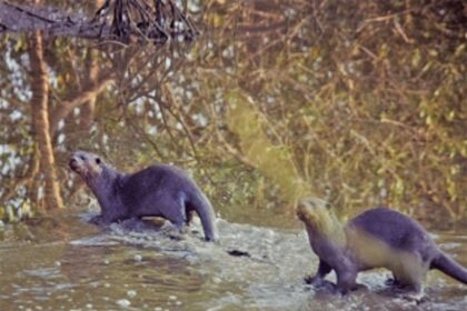 Otter Lady !
