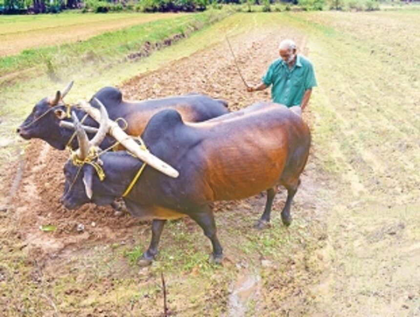 Our disrupted lives and agriculture in Goa 1 Our disrupted lives and agriculture in Goa