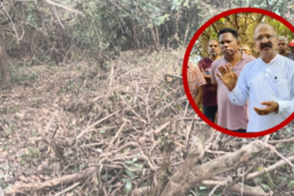 Outcry Over Unchecked Tree Felling in Sinquerim Hill; CCF Urges Immediate Action