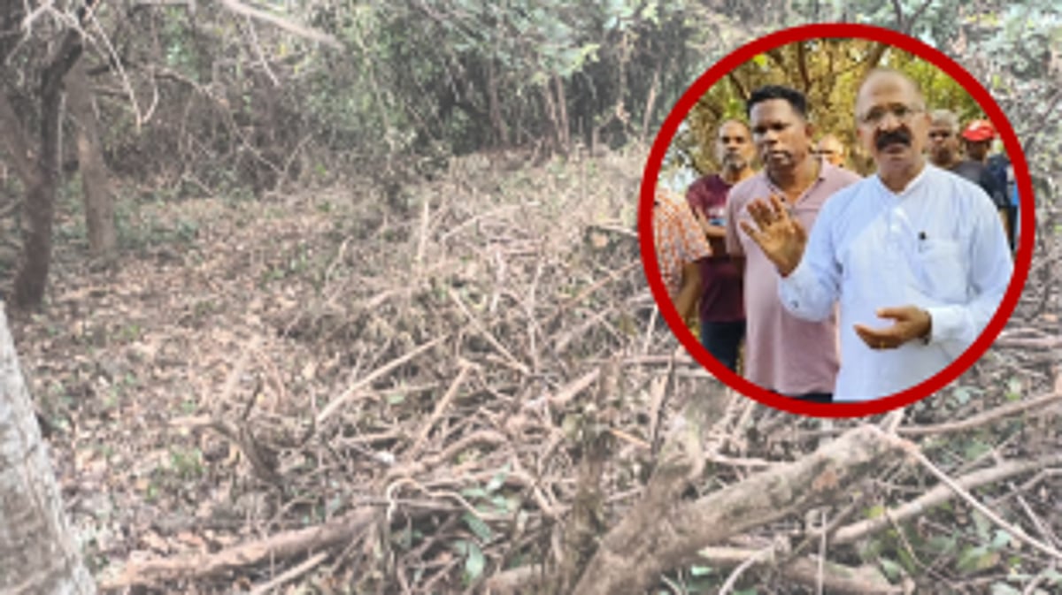 Outcry Over Unchecked Tree Felling in Sinquerim Hill; CCF Urges Immediate Action