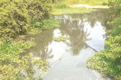 Outrage in Navelim as trees felled illegally for desilting of River Sal