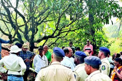 Outrage in Velsao as rail authorities fell iconic mango tree on Christmas Eve