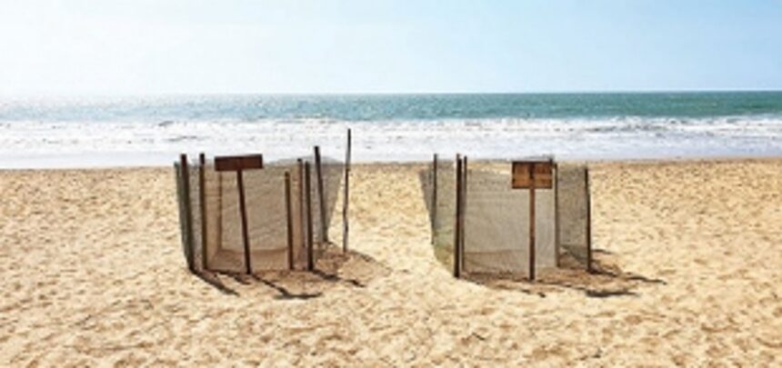 Over 600 Olive Ridley eggs laid in Canacona
