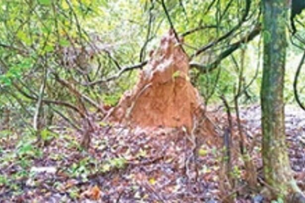 Over exploitation may lead to extinction of Goan wild edible mushrooms