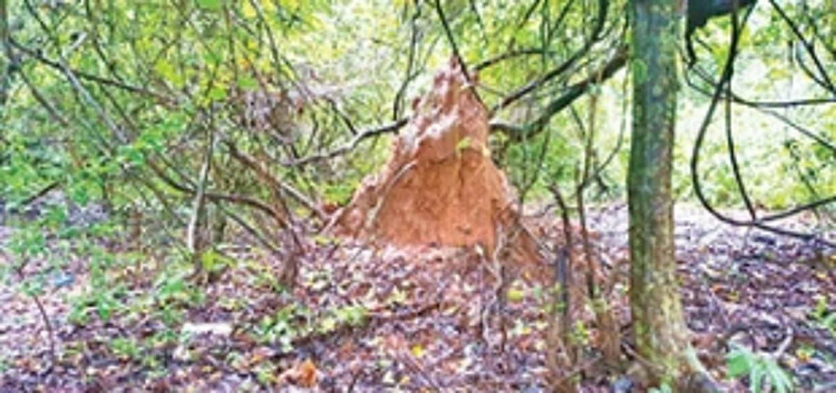 Over exploitation may lead to extinction of Goan wild edible mushrooms