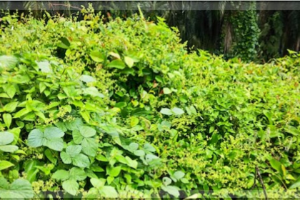Overgrown Bushes in Bogda Pose Danger to Drivers