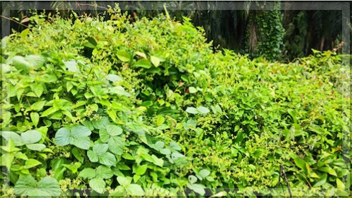 Overgrown Bushes in Bogda Pose Danger to Drivers