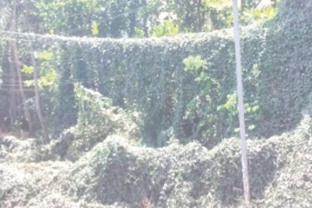 Overgrown ceepers on high tension  wires at Sada pose danger