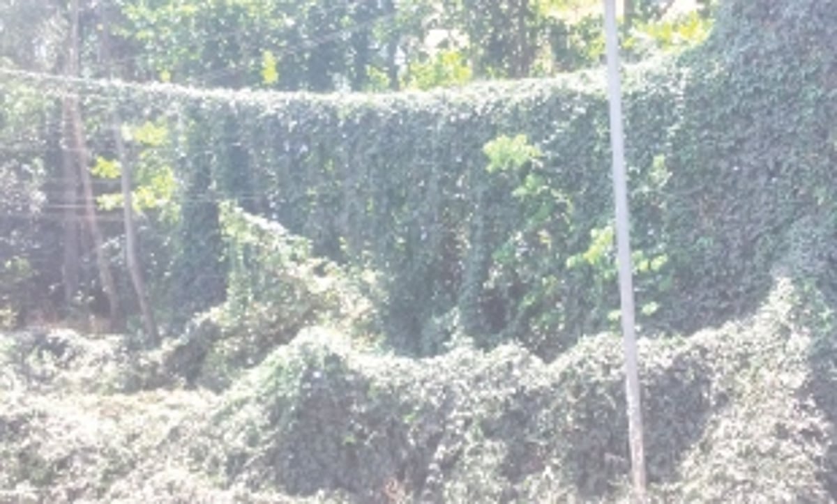 Overgrown ceepers on high tension  wires at Sada pose danger