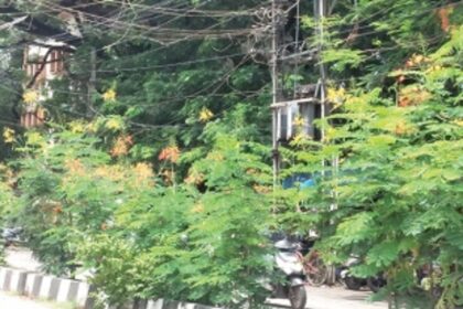 Overgrown plants along road  median in Vasco blocks view