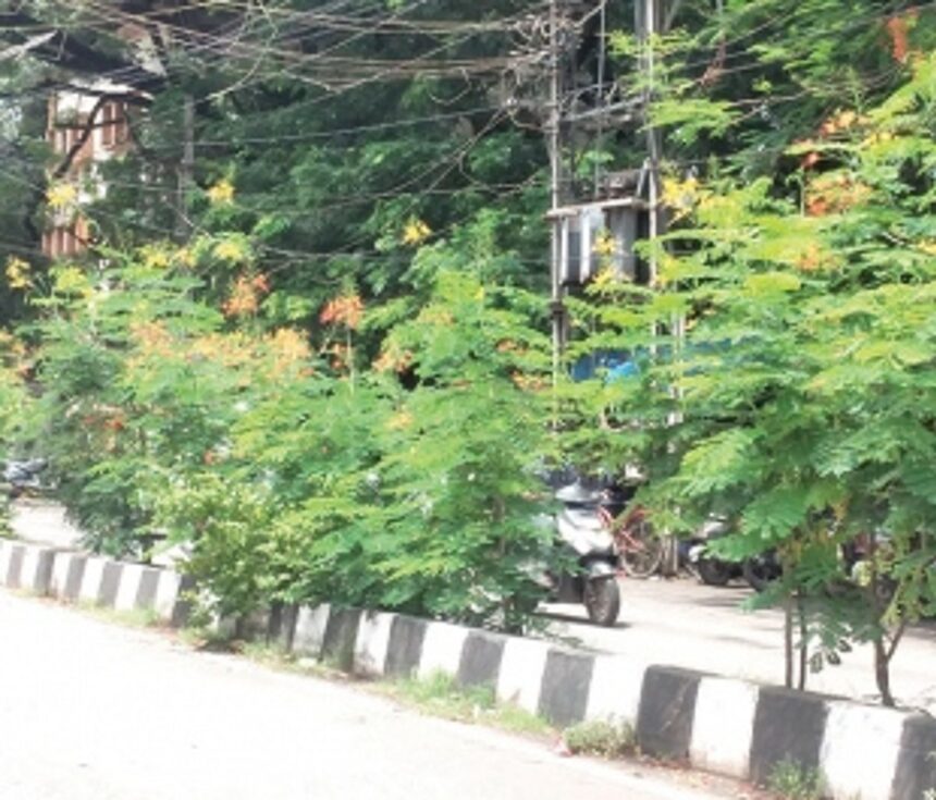 Overgrown plants along road  median in Vasco blocks view