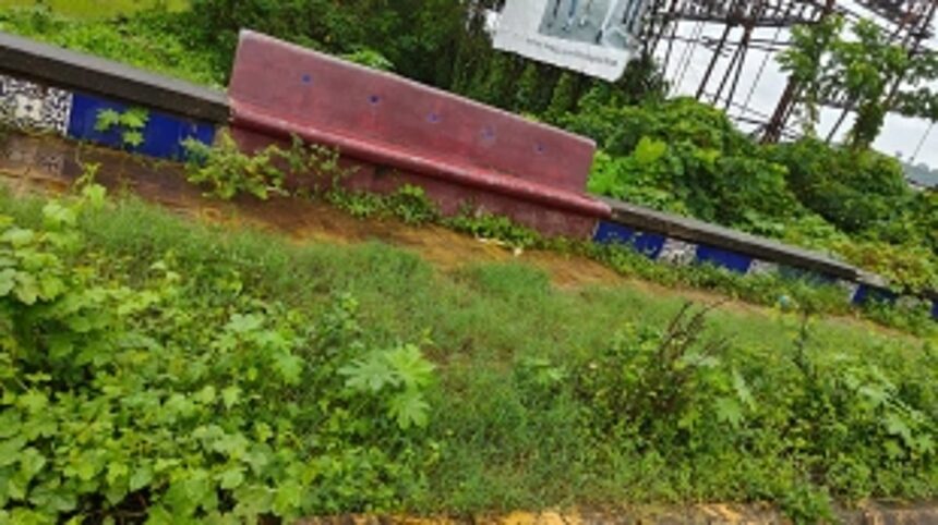 Overgrown shrubs near Fatorda stadium