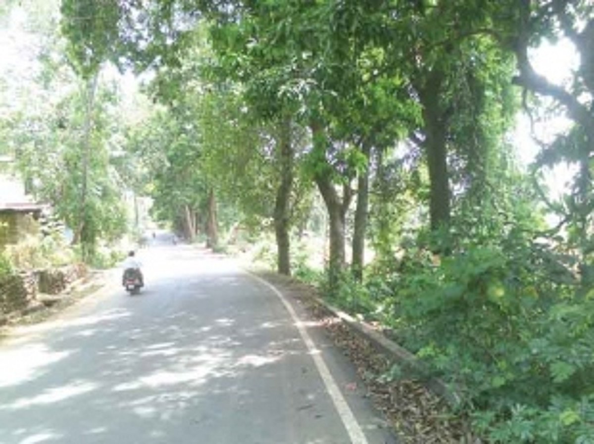 Overgrown trees along the road side in Ponda, a risk to motorists and pedestrians