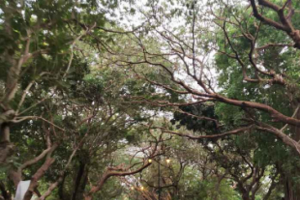 Overhanging  trees, branches on NH17