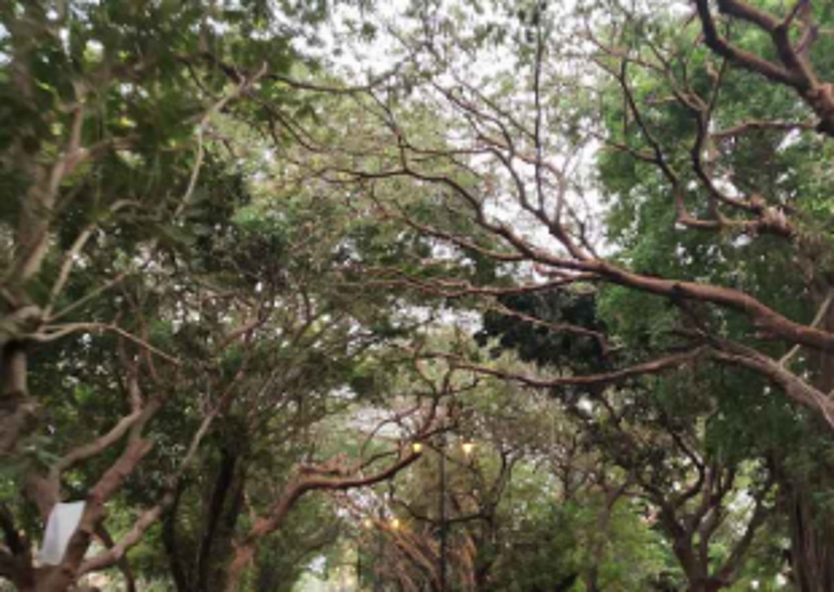 Overhanging  trees, branches on NH17