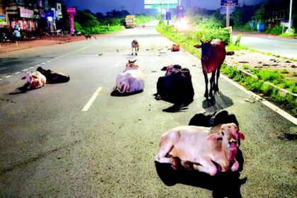 Owners of stray cattle to be blacklisted, debarred from dairy farming schemes